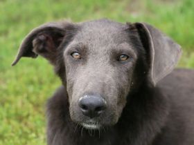 Mischlingshund Rodney