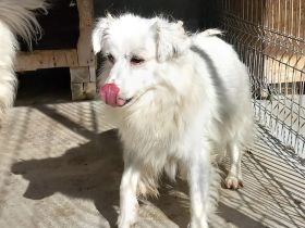 Mischlingsdame Bella