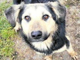 Mischlingsdame Randja