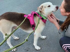 Mischlingsrüde Bandit