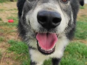 Mischlingsrüde Raider