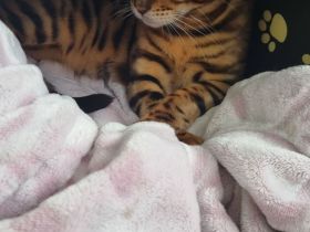 Süße bengal kitten