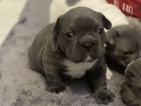 Französische Bulldoggen ( Blue Stan ) 1 A Wurf