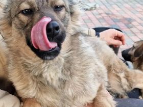 Mischlingsdame Pepples