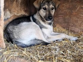 Mischlingsdame Pearl