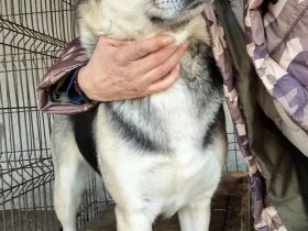 Mischlingsdame Gracie