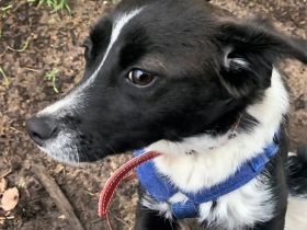 Mischlingsdame Taika