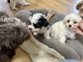 Malteser- Havaneser Mischling