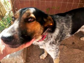 Mischlingsdame Amari