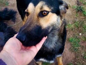 Mischlingsrüde Aslan