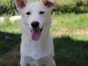 Mischlingsrüde Kojak