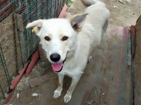 Mischlingsdame Blanka