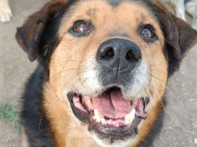 Mischlingsdame Naomi