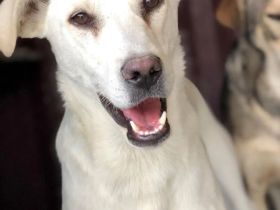 Mischlingsrüde Toby