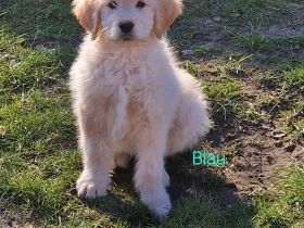Goldendoodle Welpen 12 Wochen Alt