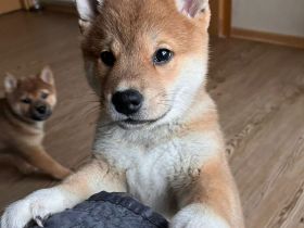 Shiba Inu Welpen