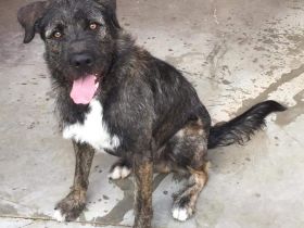 Duke möchte in erfahrene, liebevolle Hände