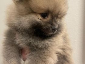 Zwergspitz Pomeranian