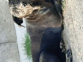 Mischlingswelpen Dogge-Dobermann-Schäferhund