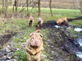 Shar Pei Welpen