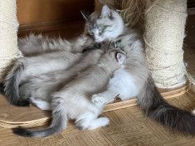 Neva Masquarade Mix Kitten