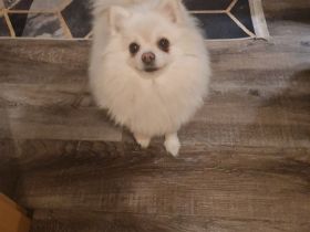 Schöne cream Pomeranian Hündin