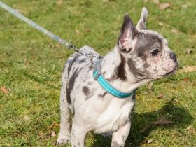 Französische bulldogge welpen