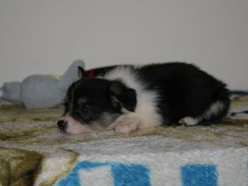 Welpen 4 Monate alt zu verkaufen