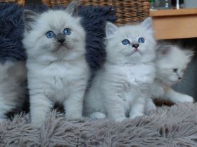 Neva Masquarade Babys mit Stammbaum