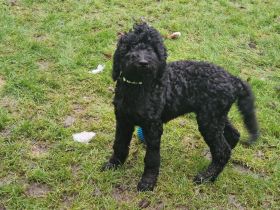 Großpudel Königspudel schwarz suchen ein zuhause