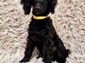 Zwergpudel Kleinpudel