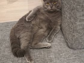 Deckkater BKH Britisch Kurzhaar