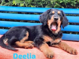 Hovawart Welpe mit Ahnentafel