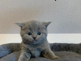 Reinrassige BKH Kitten
