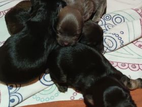 Maltipoo, shih tzu, Hundewelpen, Welpen, Mischling