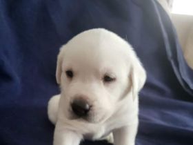 Weiße Labradorwelpen(Rüden)