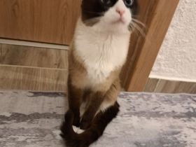 Siam-Ragdoll Deckkater