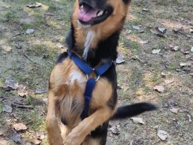 Unsere kleine NELLA ist eine junge und hübsche Mini-Schäfermix Hündin