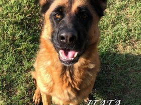 IATA – sucht noch immer eine Familie