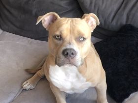 Hund in liebevolle Hände abzugeben