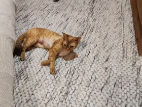 Devon Rex reinrassig mit Stammbaum Haustierpass Mädchen 4 Jahre kastriert absolut liebevolles Wesen