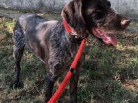 Zar verzweifelt im Canile! Dringend Zuhause gesucht