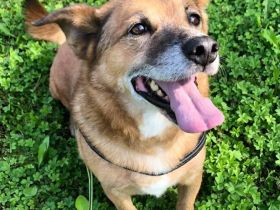 Unser kleiner Tommy wartet und wartet.💔💔💔 Gibt es wirklich kein Zuhause für ihn???