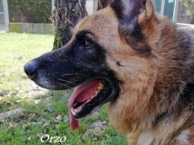 Orzo, er hat alles verloren…