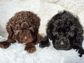 Wunderschöne Goldendoodle Welpen , F1 Standard, in tollen Sonderfarben