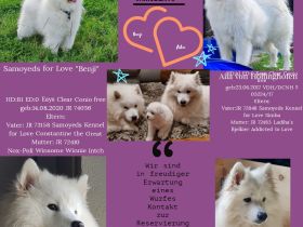 Reinrassige Samojeden Welpen von "JAMOBENTO" mit AHNENPASS mit