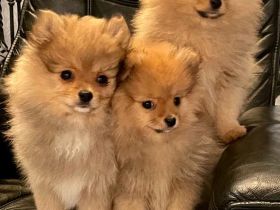 Pomeranian Zwergspitz Welpen