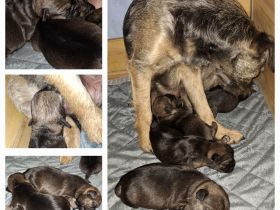 Wir haben Border Terrier Welpen