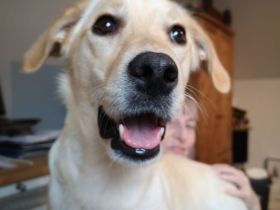 Muntere Welpen suchen ein Zuhause