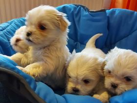 Shih-Tzu -Malteser Welpen